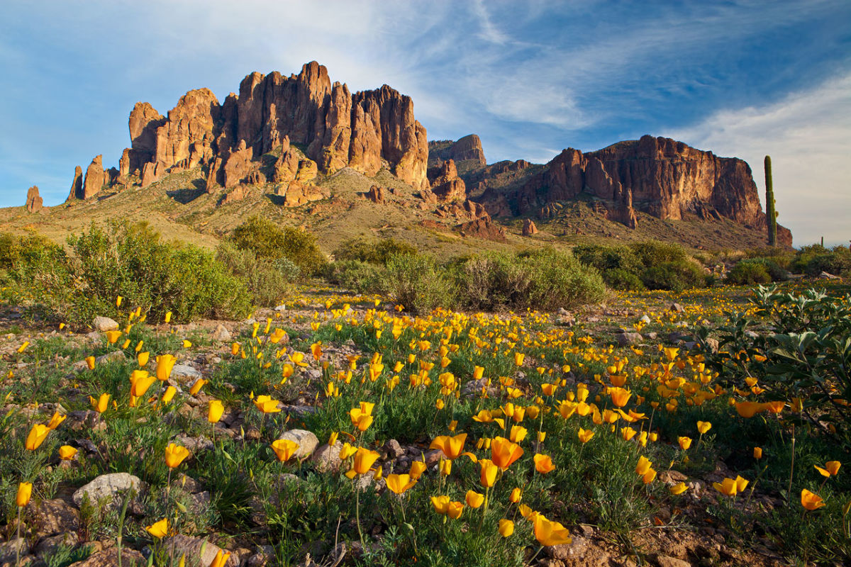 The Desert in Bloom - The Luckys North Scottsdale North Scottsdale Real ...