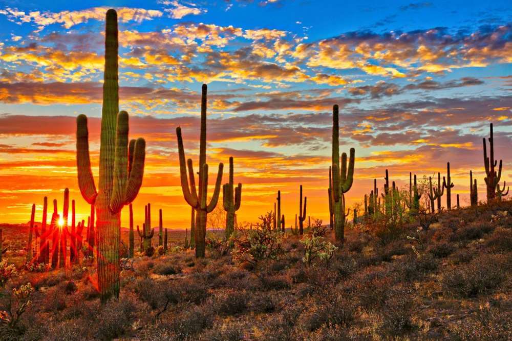 sonoran desert cactus
