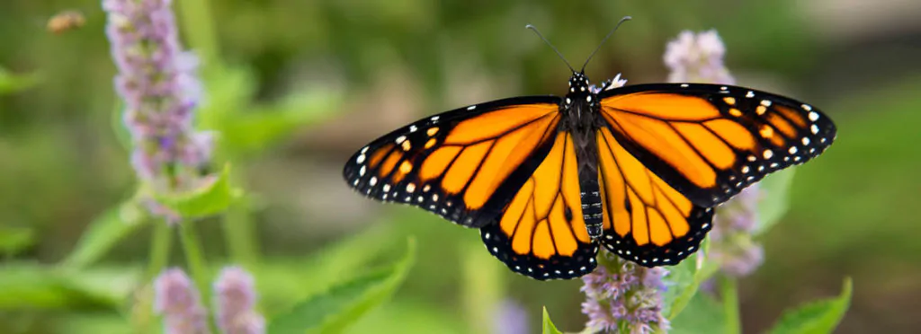 The Great Monarch Migration