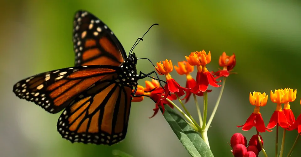 Waking Up with the Butterflies | December 19th